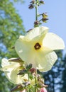 Aibika Abelmoschus manihot, pale yellow flower in the sun